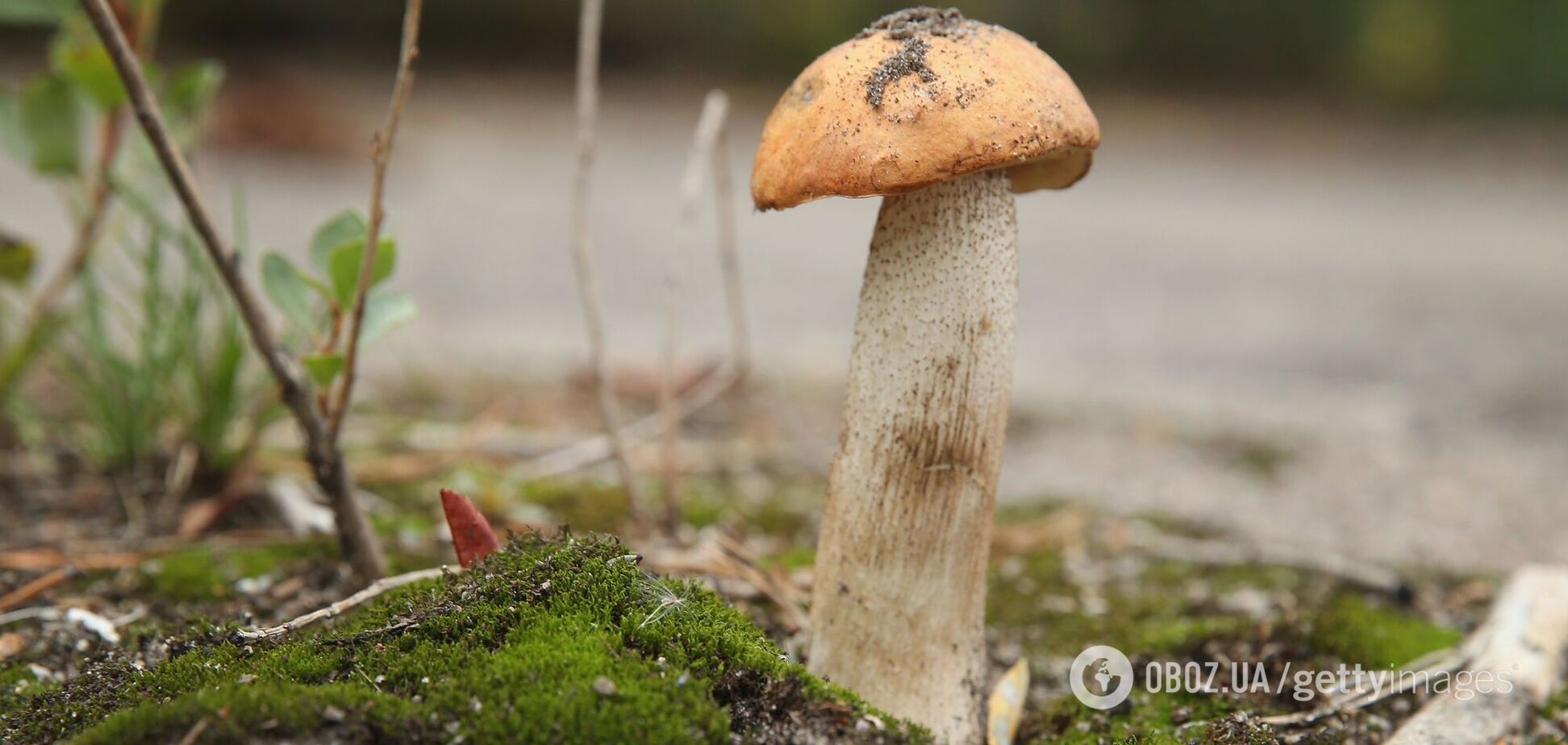 Як правильно збирати гриби: в МОЗ нагадали правила