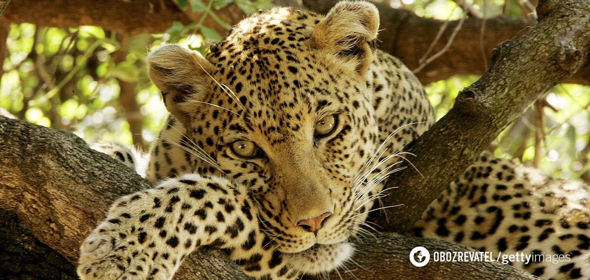 Фотограф відобразив леопарда, якого неможливо знайти на фото