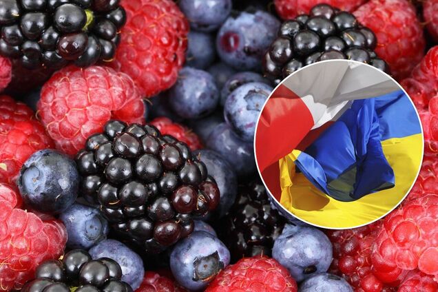 Украинские заробитчане получают на сборе ягод в Польше в два раза больше, чем дома