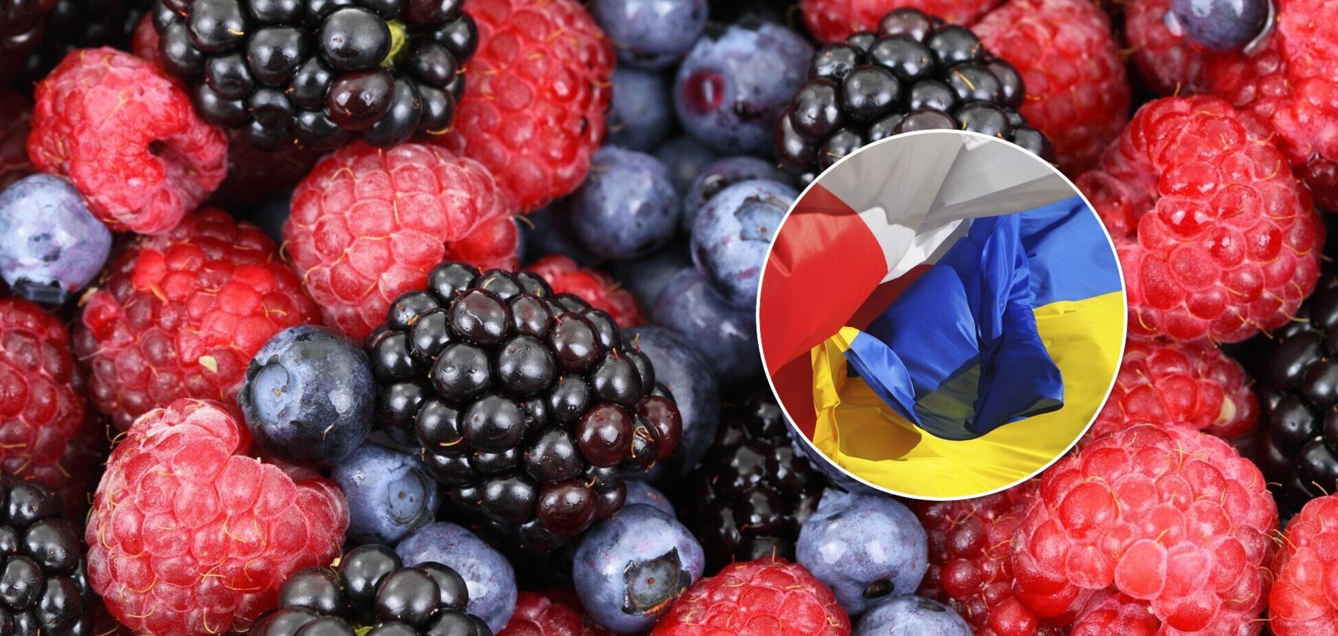 Украинские заробитчане получают на сборе ягод в Польше в два раза больше, чем дома