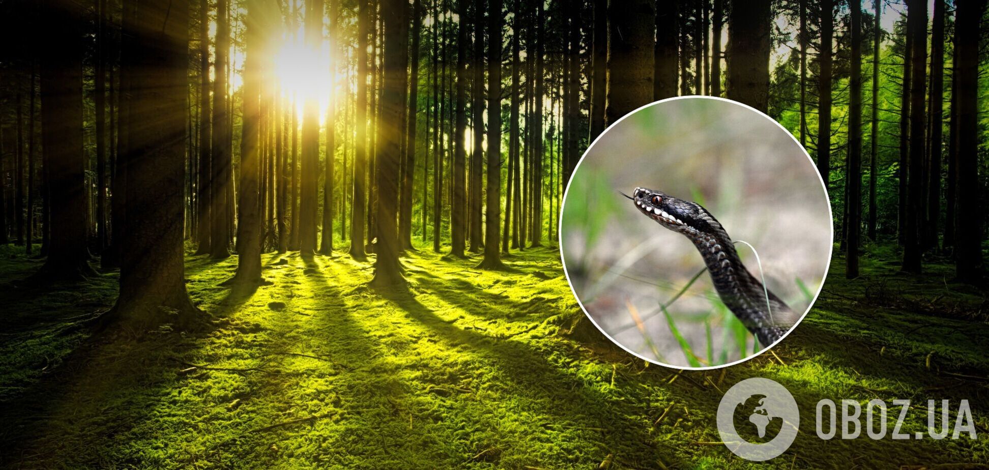 Змеиный праздник