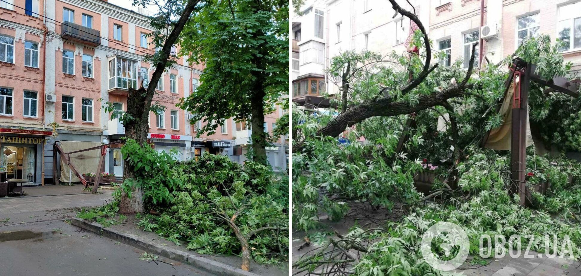 В Полтаве дерево упало на летнюю площадку кафе, едва не зацепив людей. Фото и видео