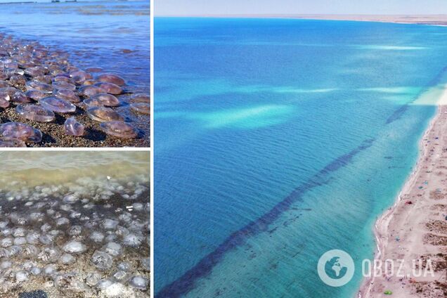 В Черном море уже появляются медузы