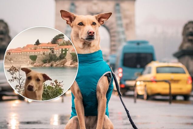 Собака-рекордсменка з Києва подолала 55 тисяч кілометрів і побувала в 30 країнах. Відео