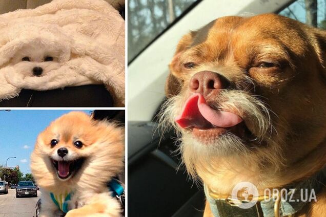 Собачки смешно позируют на фото