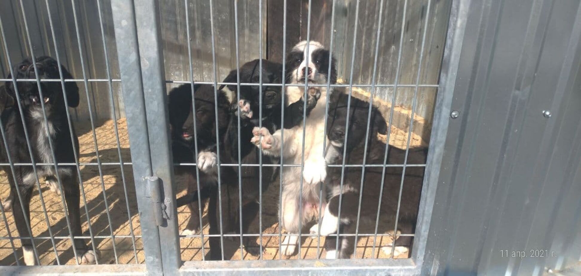 Приют 'Сириус' взывает о помощи: 3 тысячи животных могут остаться без корма и ухода