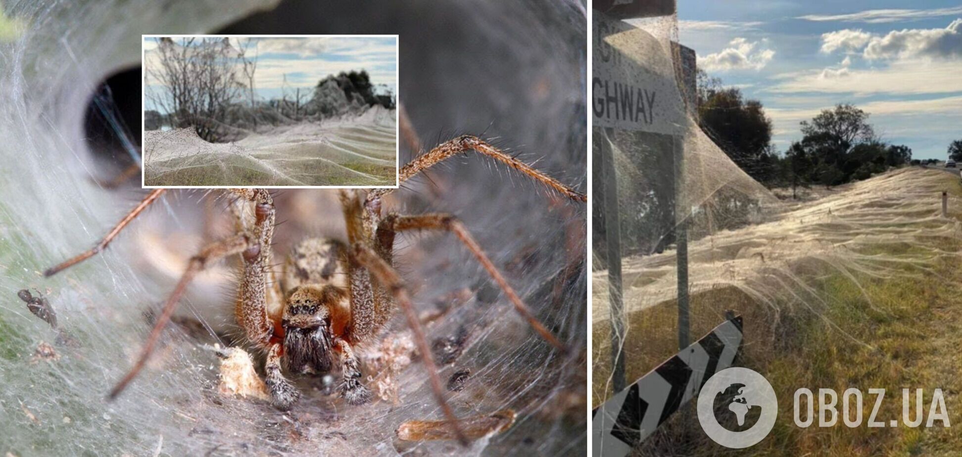 В Австралии тысячи пауков покрыли гигантской паутиной целый штат. Фото и видео
