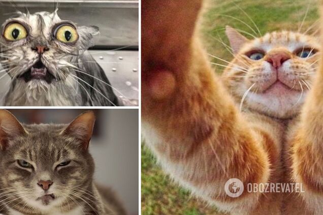 Коты смешно позируют на камеру