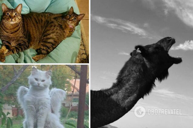 Животные часто попадают в объектив фотографов в забавной позе