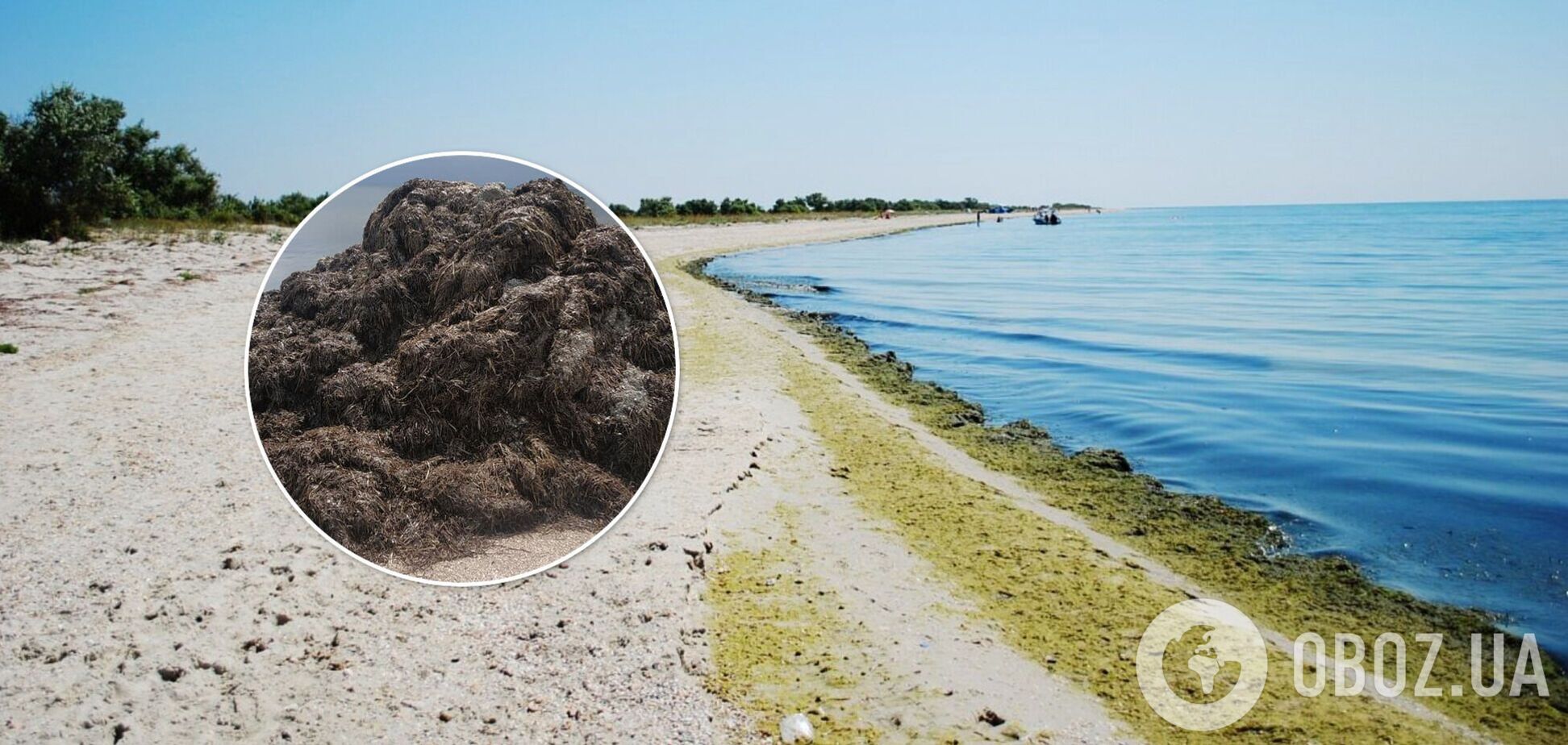 Неприятный запах и горы водорослей: популярный украинский курорт огорчил туристов. Фото