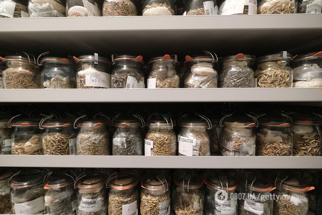 Украина заняла первое место в рейтинге крупнейших экспортеров проса в мире