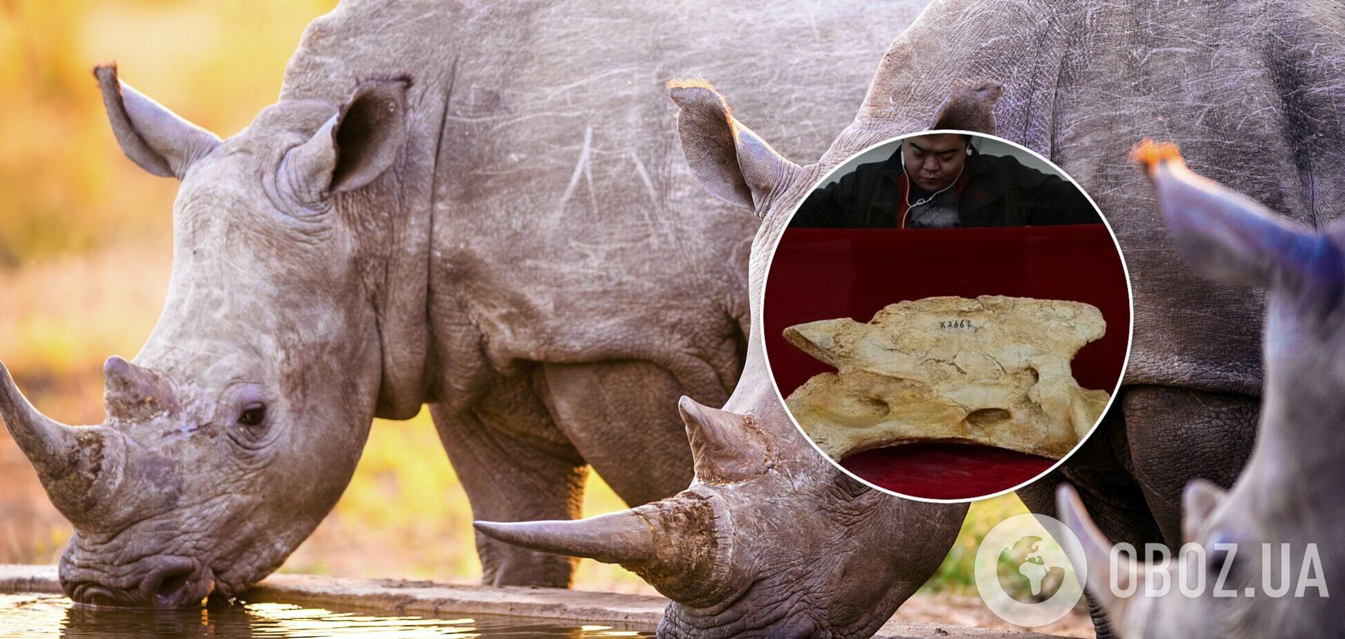 Ученые воссоздали облик предка носорога, обитавшего в Китае 26 млн лет назад. Фото