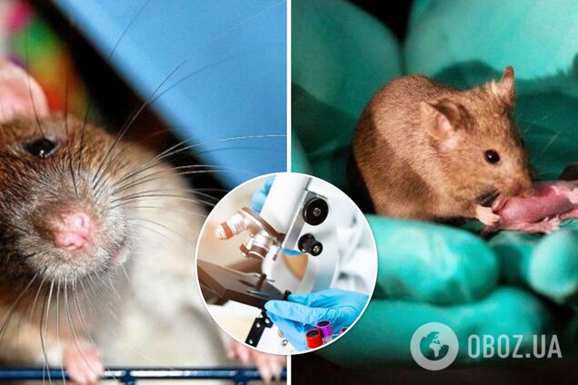 В Китае ученые заставили самцов крыс родить потомство