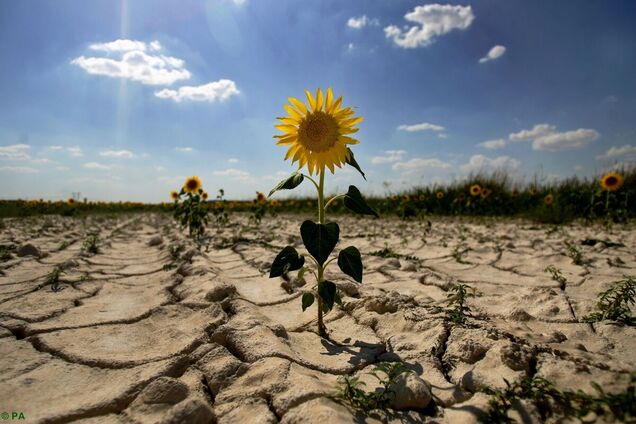 Украина вошла в топ-5 стран мира с наибольшим риском засухи. Всего проанализировали 138 стран