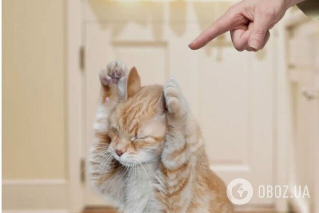 Найголовніші вороги котів – кімнатні рослини і туалетний папір