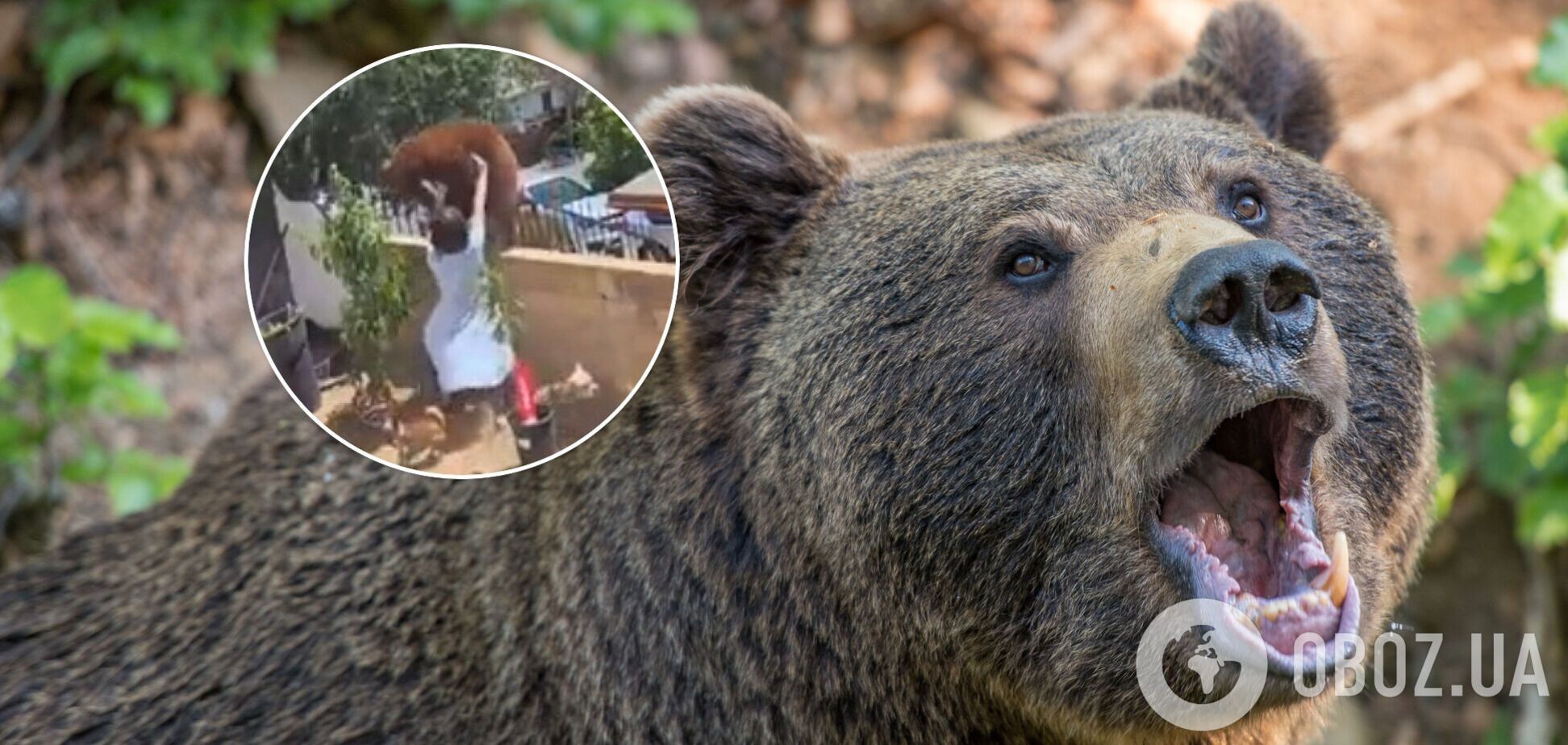 Каліфорнія, США, ведмідь