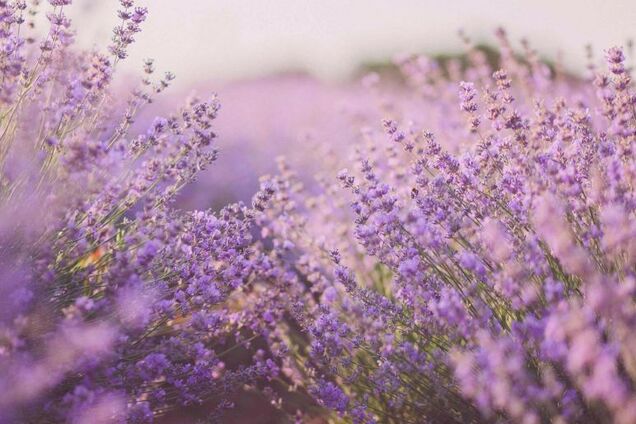 35 тысяч ярких и ароматных кустов: под Киевом откроют лавандовый парк