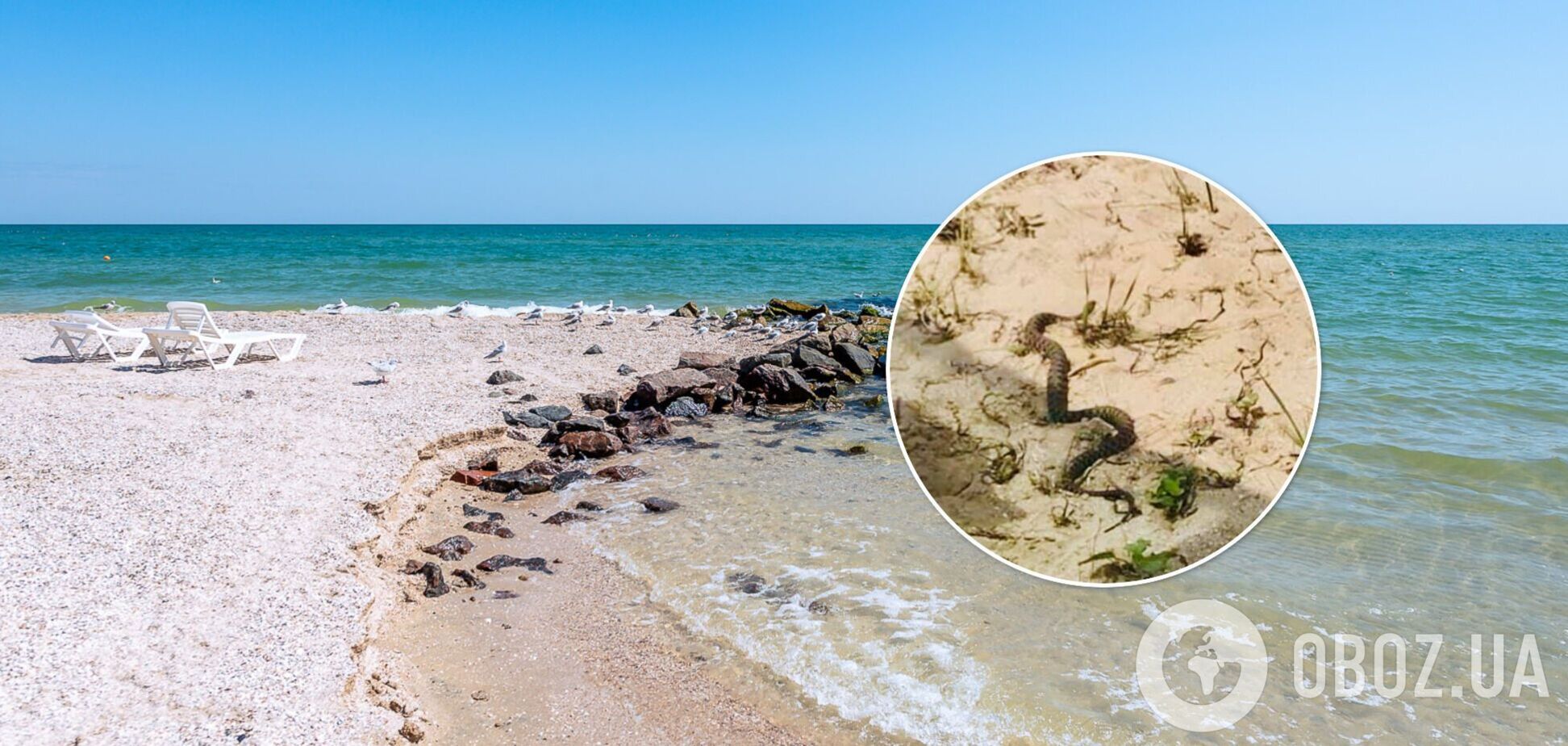 Туристи на Азовському морі скаржаться на нашестя змій. Відео