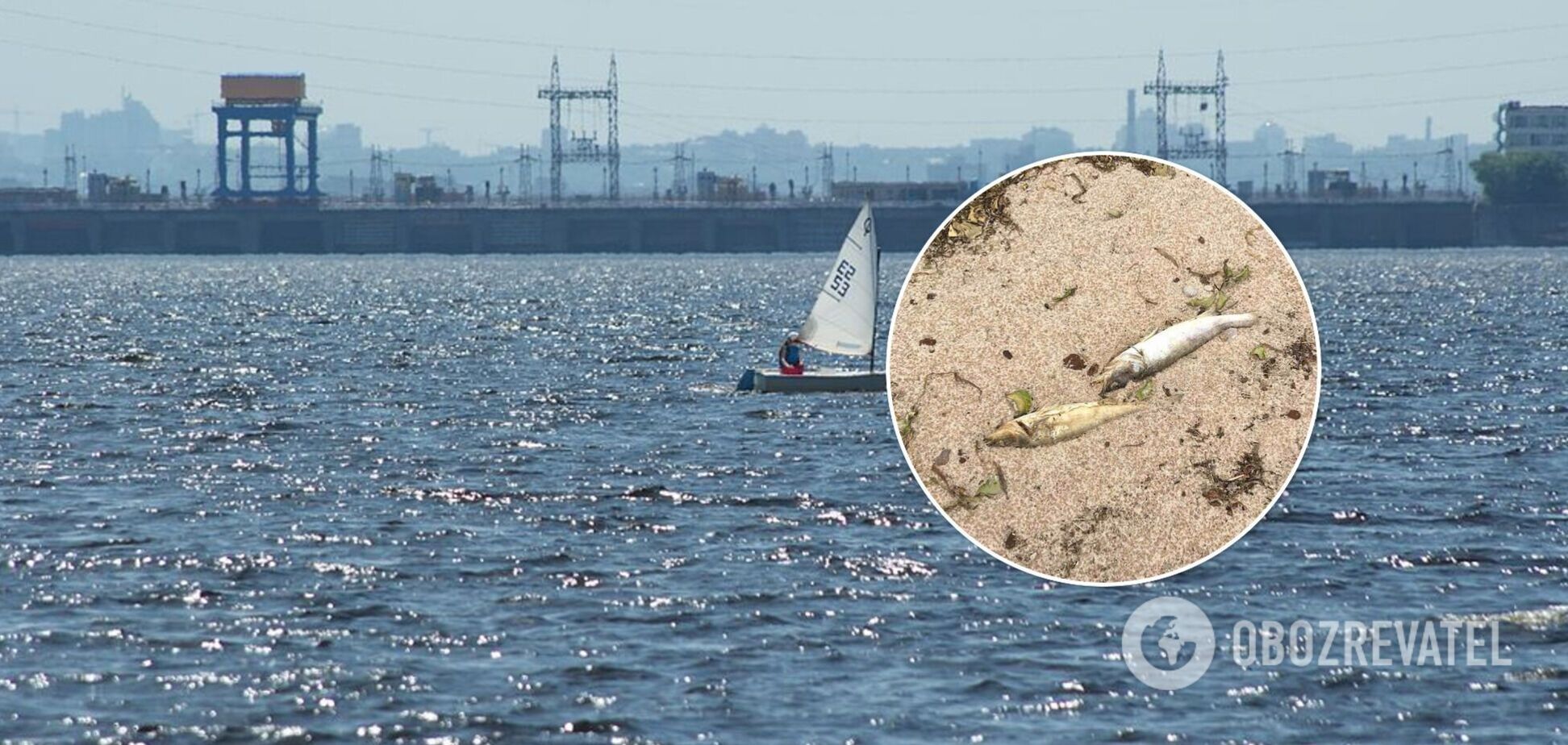 В водохранилище под Киевом зафиксировали массовую гибель рыбы. Фото