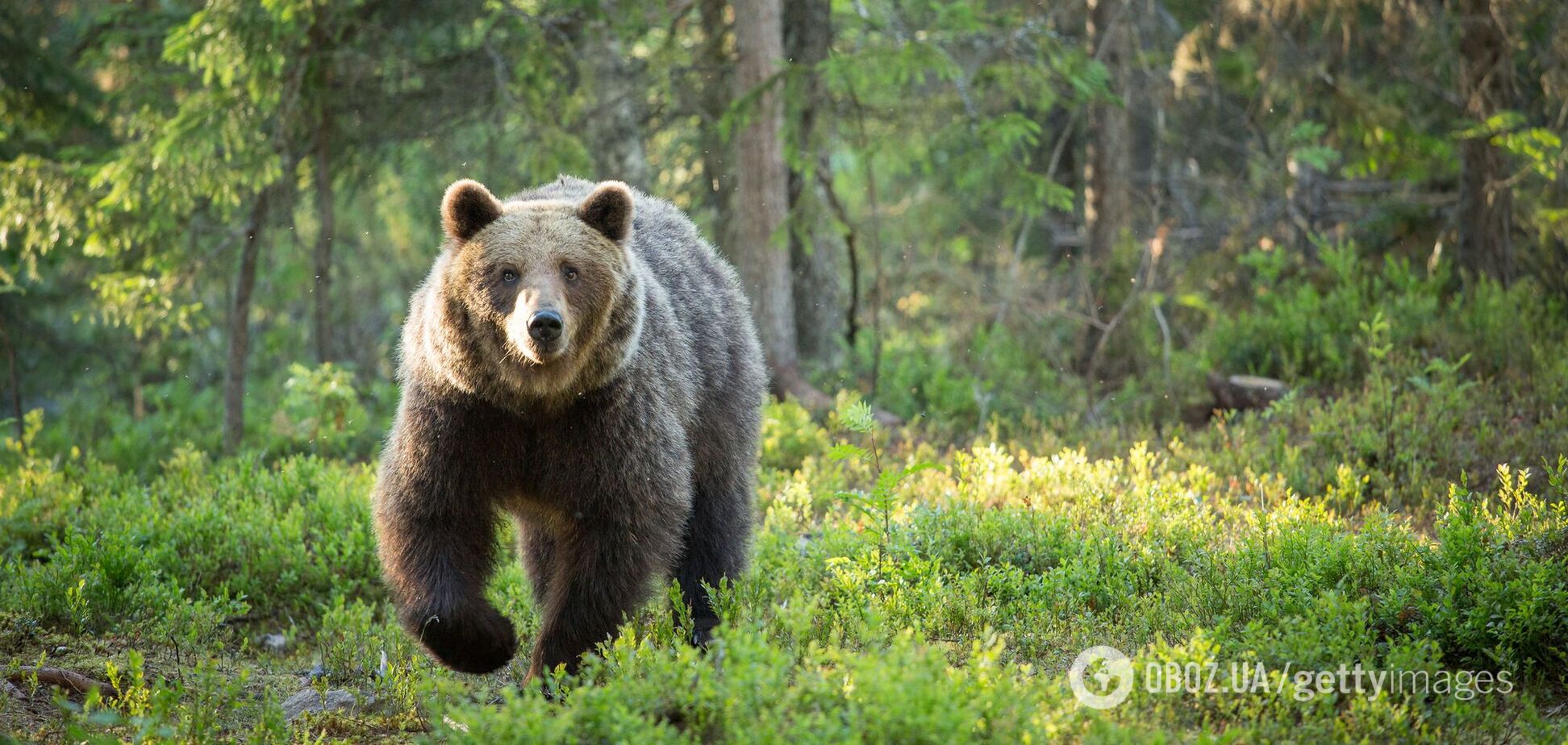 Медведь напал на группу туристов в России