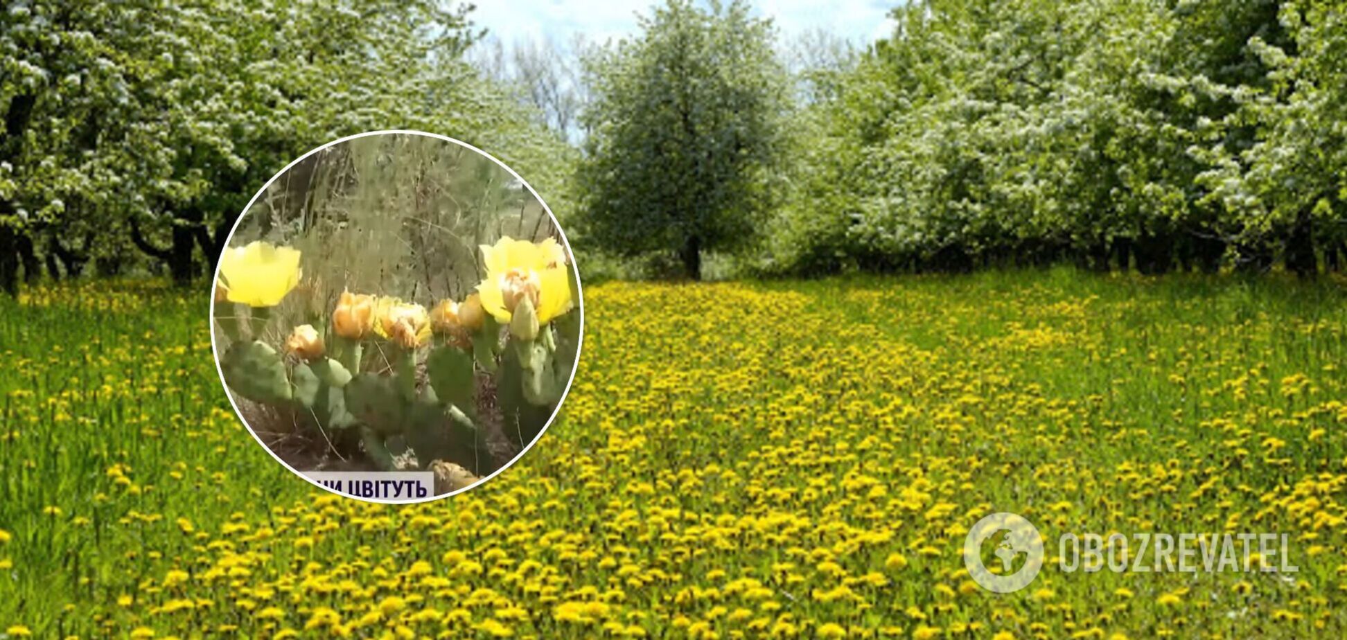 У Херсонській області в лісі розцвіла поляна з кактусами. Відео