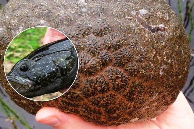 В Киеве водоемы заполонили экзотические рыбы и неизвестные существа. Фото