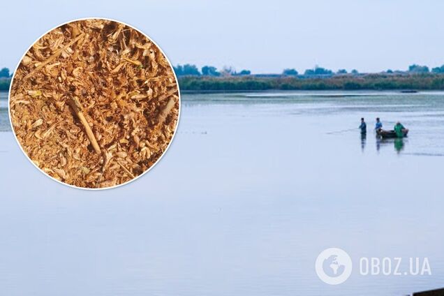 Thousands of dead shrimps washed ashore near Odessa, photo