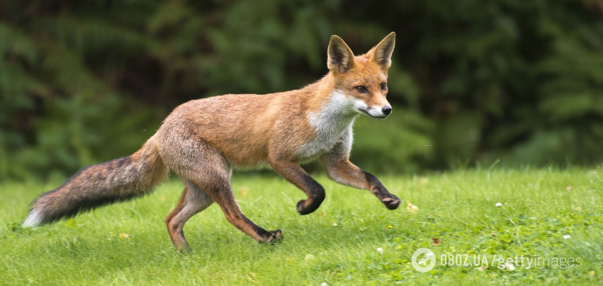 Лисиці живуть на пляжі під Одесою
