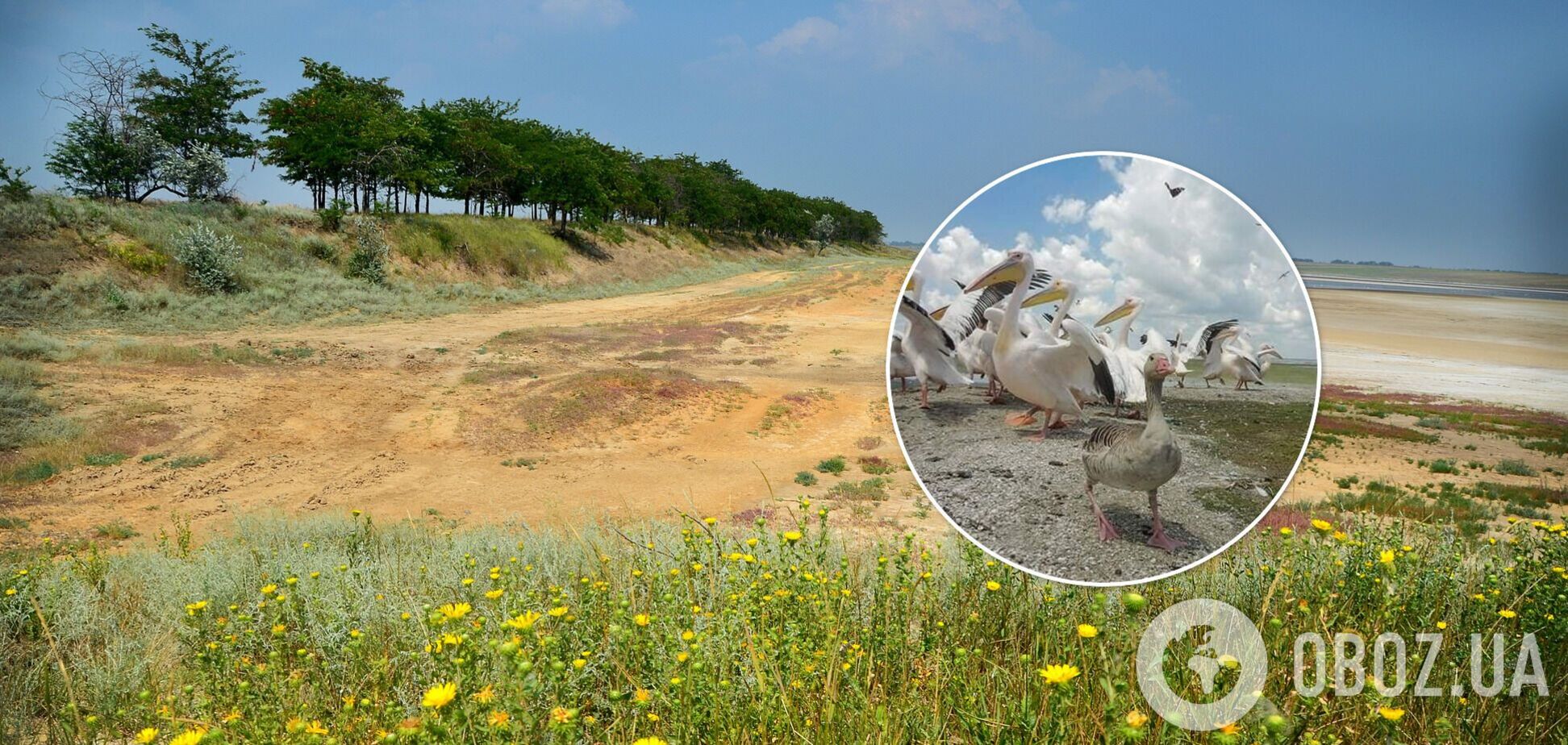 Под Одессой гусь прижился в компании пеликанов. Фото