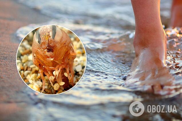 Морські блохи викликають алергію і світяться в темряві: дерматолог і еколог пояснили небезпеки
