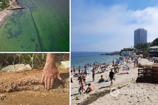 Море зацвело и позеленело, а берег усеян мертвыми креветками: что происходит на курортах Одессы