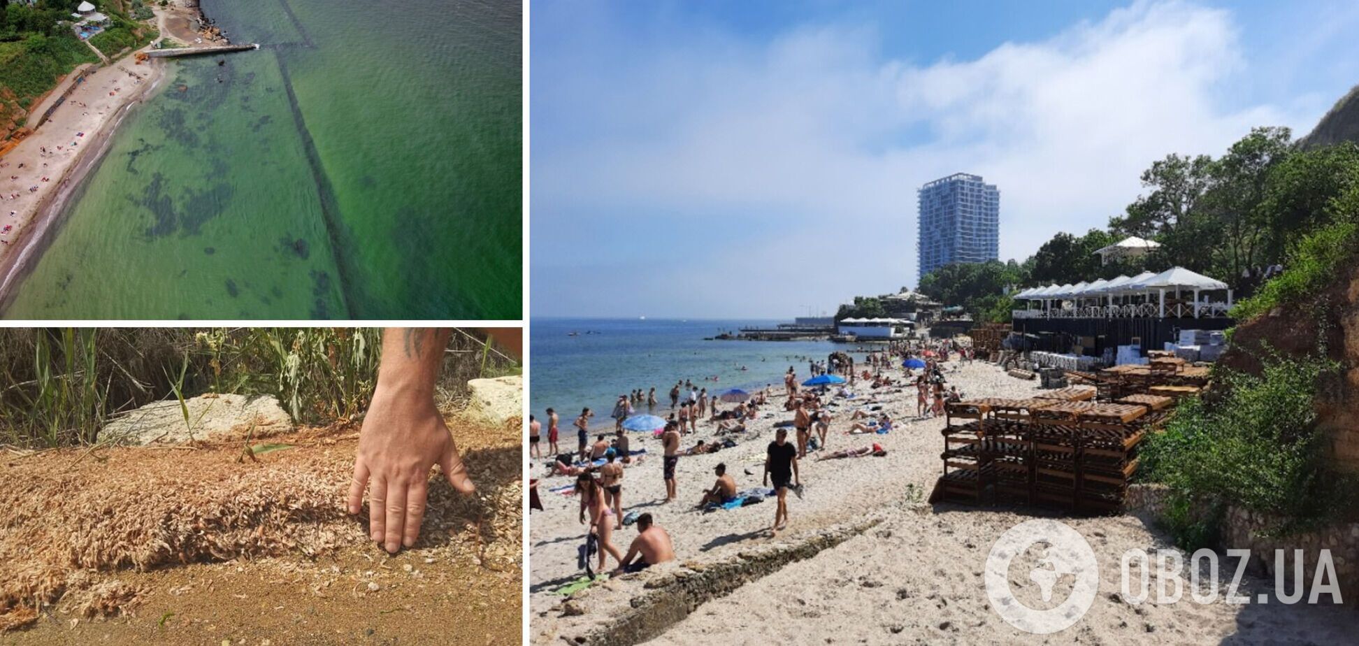 Море зацвіло і позеленіло, а берег усіяний мертвими креветками: що відбувається на курортах Одеси