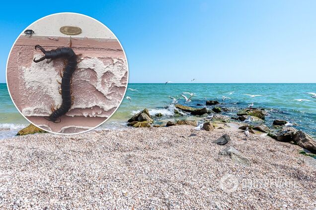 У Кирилівці поскаржилися на отруйних комах: укус може викликати напади задухи