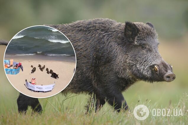 На одном из пляжей к отдыхающим вторглось стадо кабанов. Курьезное видео
