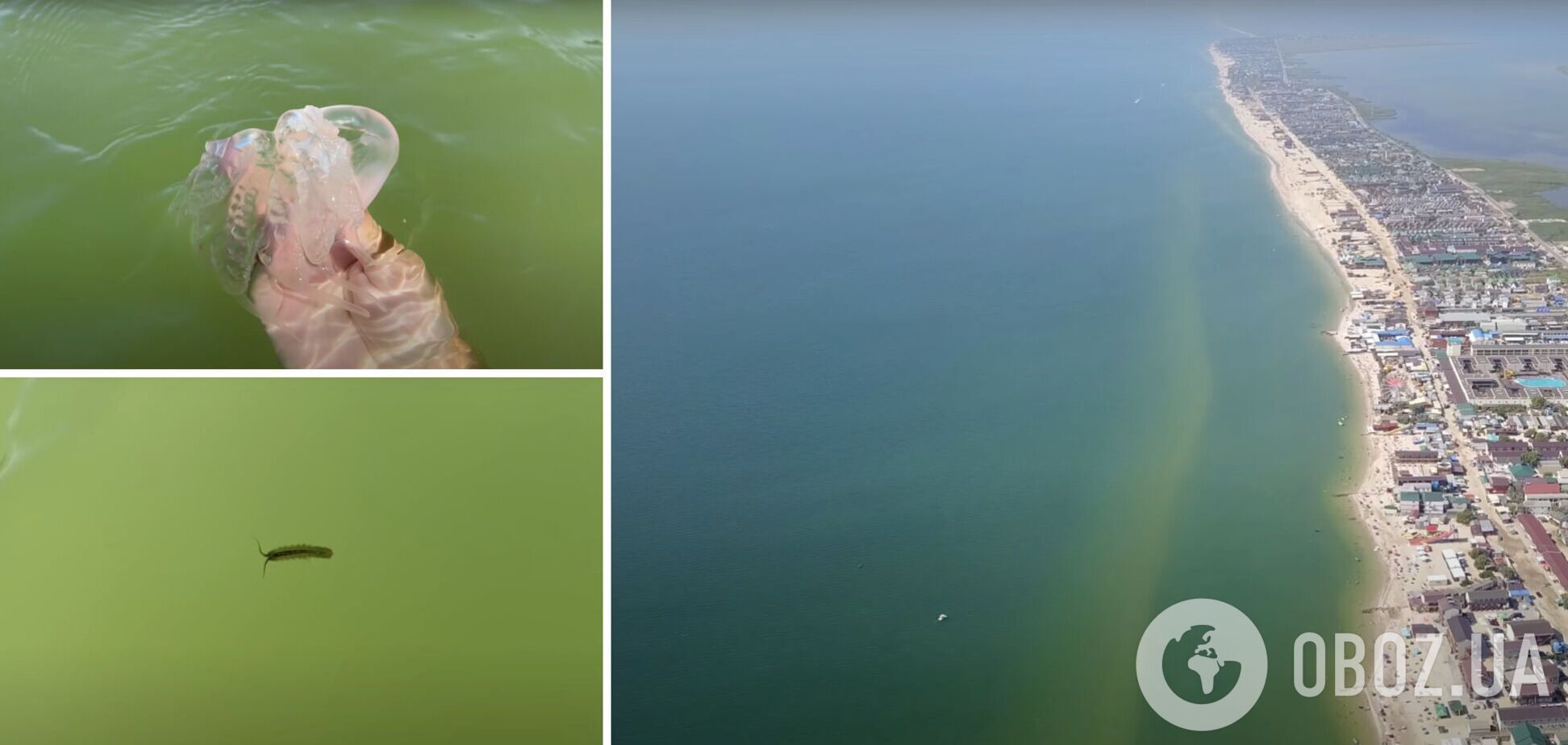 На Азовському узбережжі є медузи і морські блохи