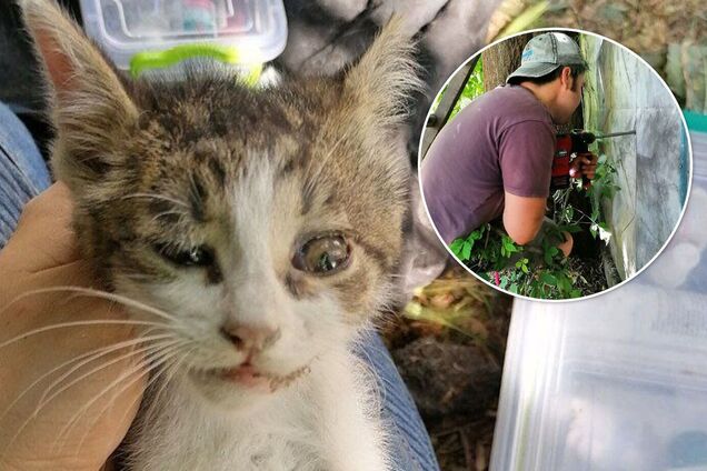 У Києві врятували кошеня, яке застрягло між бетонним парканом і гаражем: страждало кілька днів. Фото