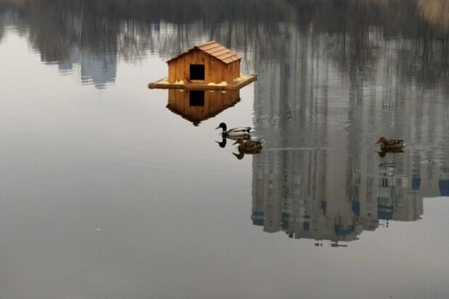 В Киеве дети разгромили утинный домик в парке 'Отрадный'. Видео