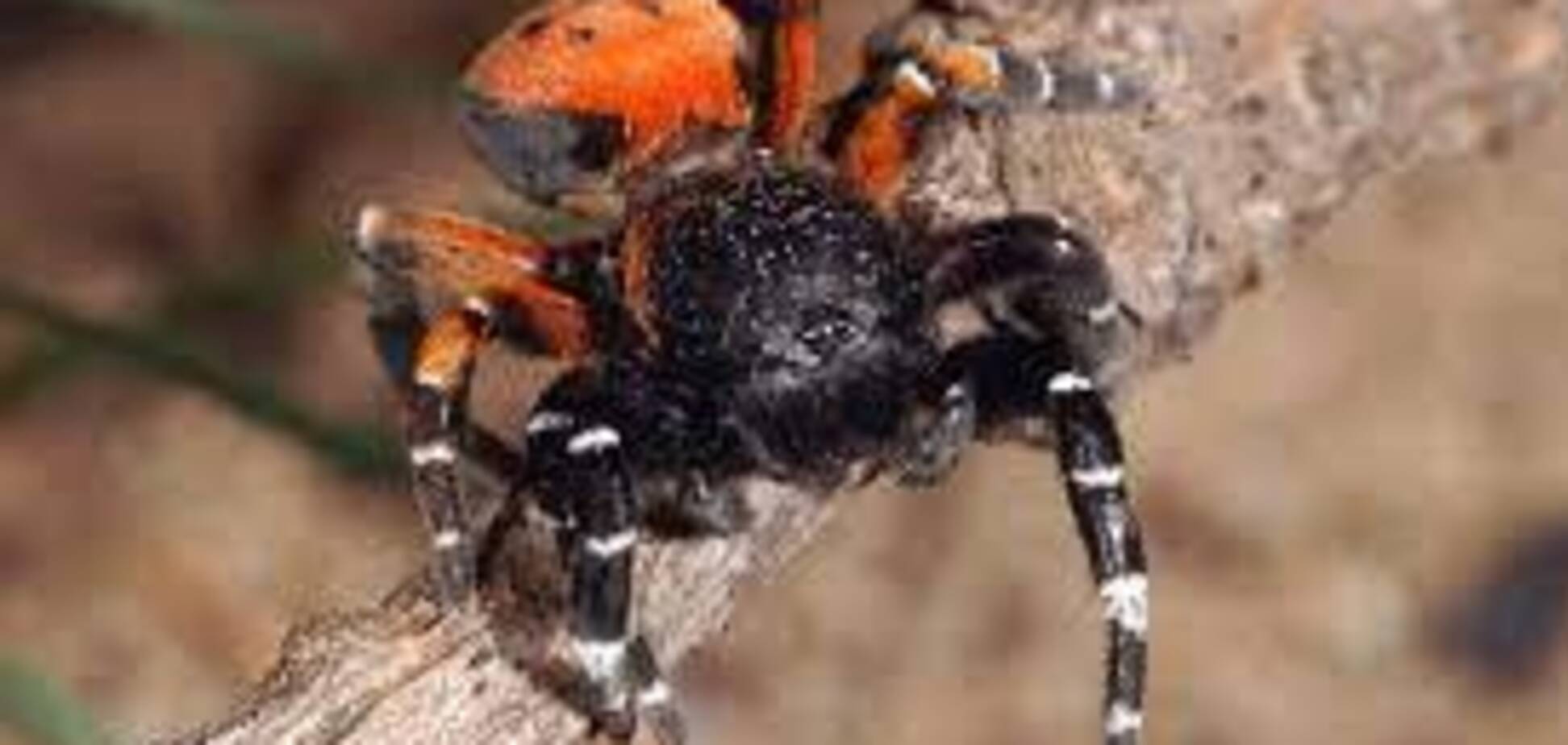 В елітному селищі Конча-Заспа під Києвом помітили самку небезпечного павука. Відео