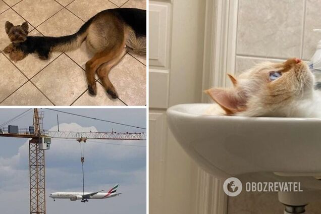 Фотографи підібрали вдалий ракурс