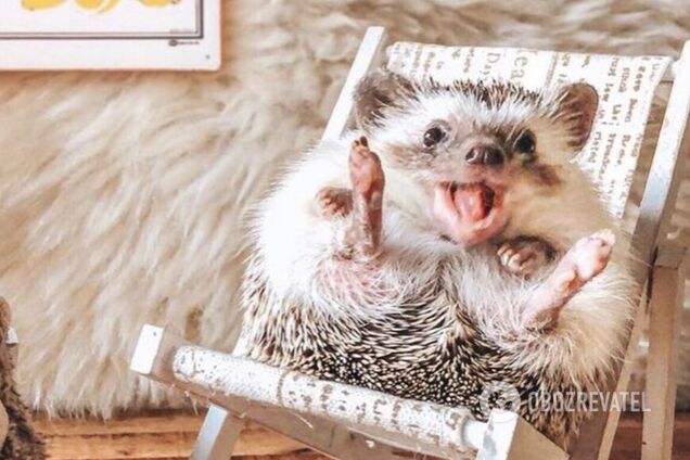 Домашні тваринки розтоплять багато сердець