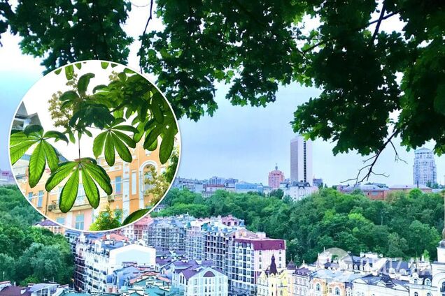 Каштанів стало менше, а кленів більше: у Києві розповіли про найпоширеніші дерева столиці