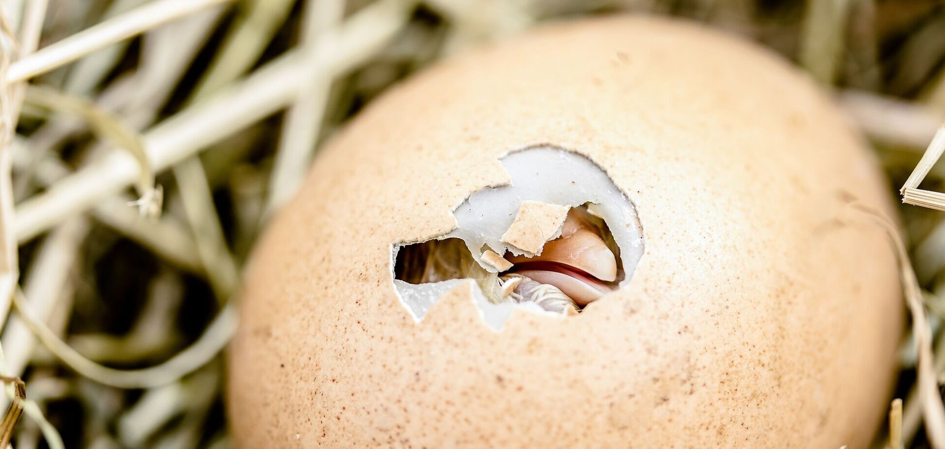 4 июня: праздник, приметы на Василиска и именинники