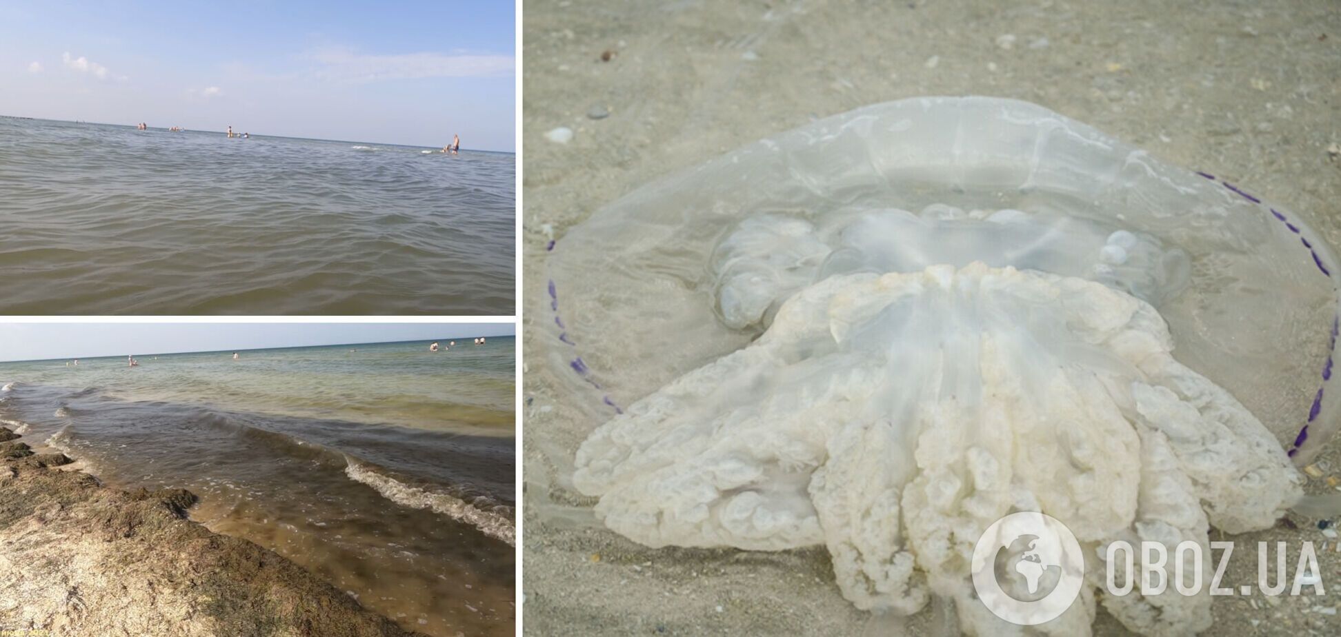 Вдоль Азовского побережья появляются большие медузы