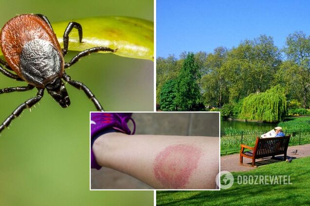 Украинцам рассказали, как уберечься от укусов клещей