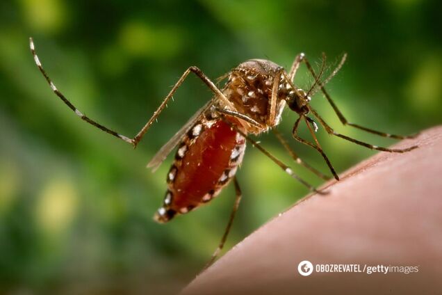 Комарі переносять гарячку зіка, вірус денге: медикиня попередила про небезпеку