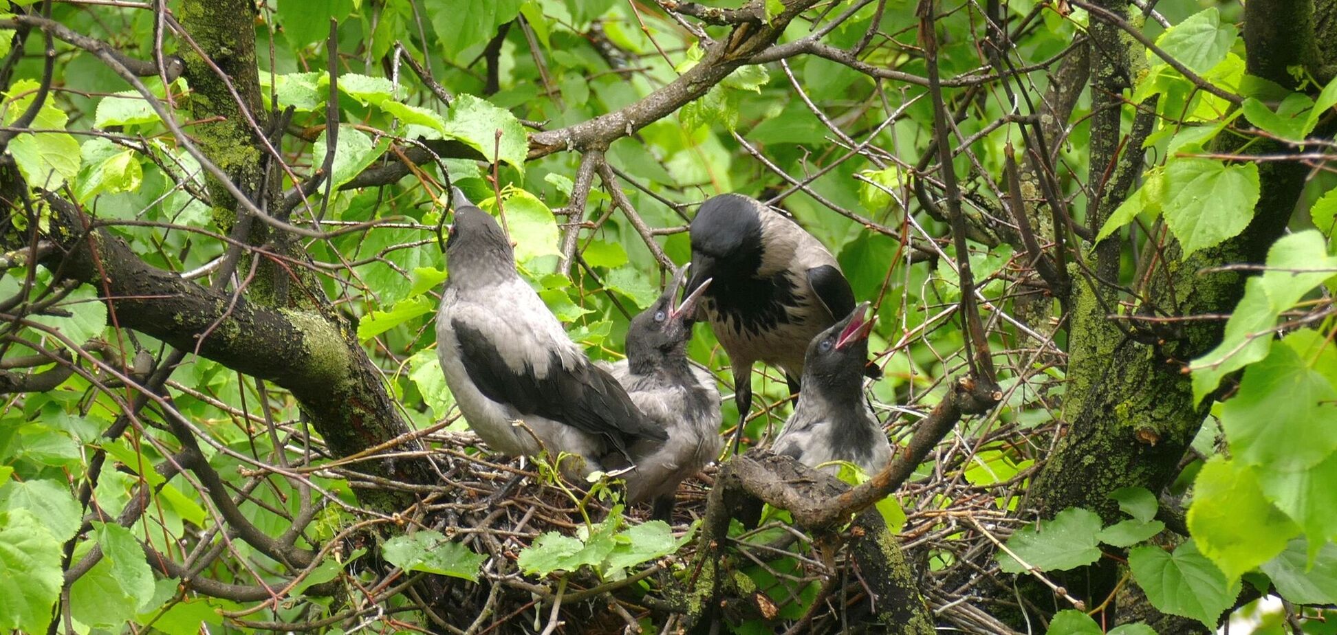 Птица атаковала прохожих, которые шли возле дерева