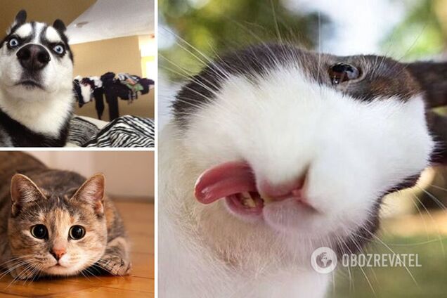 Кролики, коти і собаки бавляться на камеру