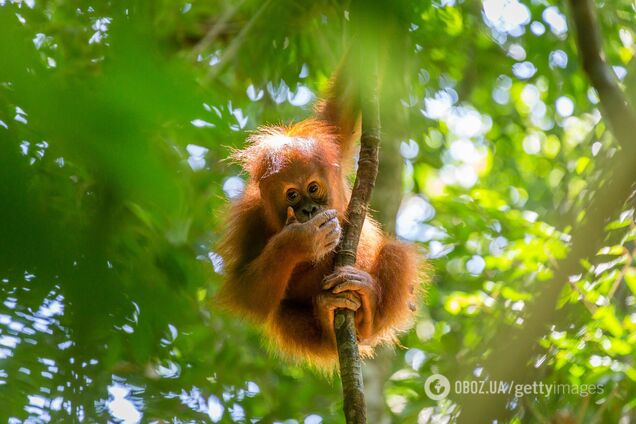Орангутанг на дереве