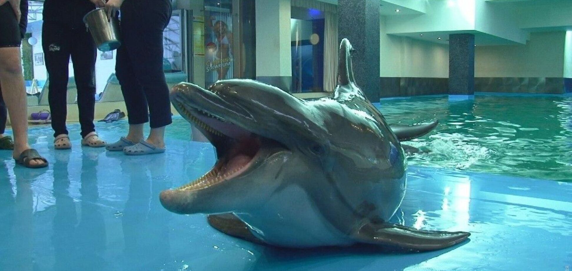 В одесском дельфинарии ребенка укусил дельфин: мальчику наложили швы. Видео
