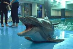 В одесском дельфинарии ребенка укусил дельфин: мальчику наложили швы. Видео